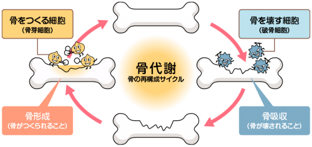 骨粗鬆症センターほねの駅｜大分県速見郡日出町 医療法人平成会